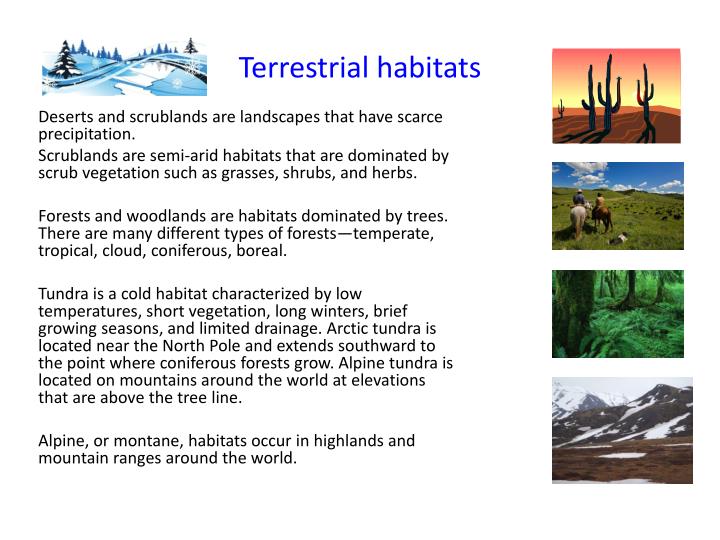 terrestrial habitat